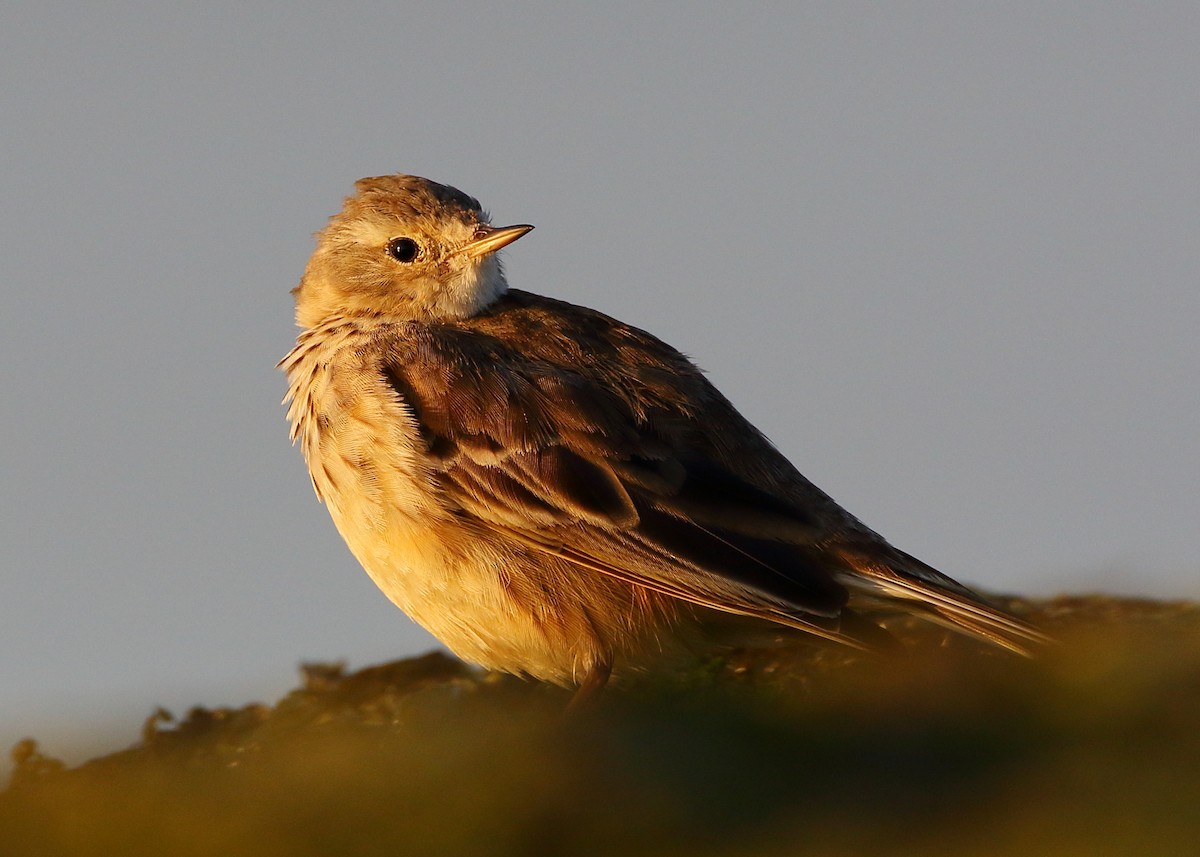 American Pipit - ML424429481