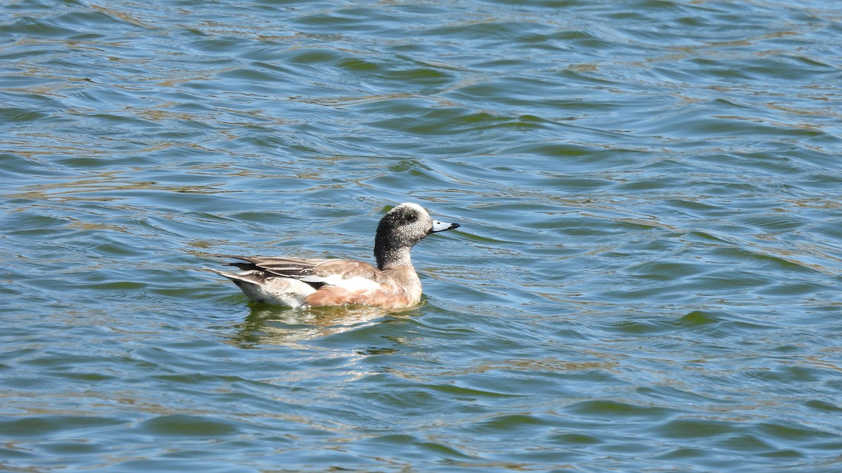 American Wigeon - ML424430061