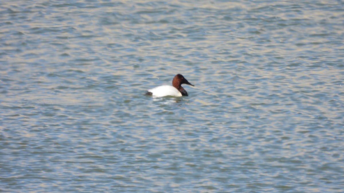 Canvasback - ML424430271