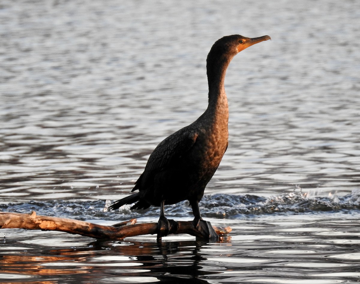 Double-crested Cormorant - ML42443061