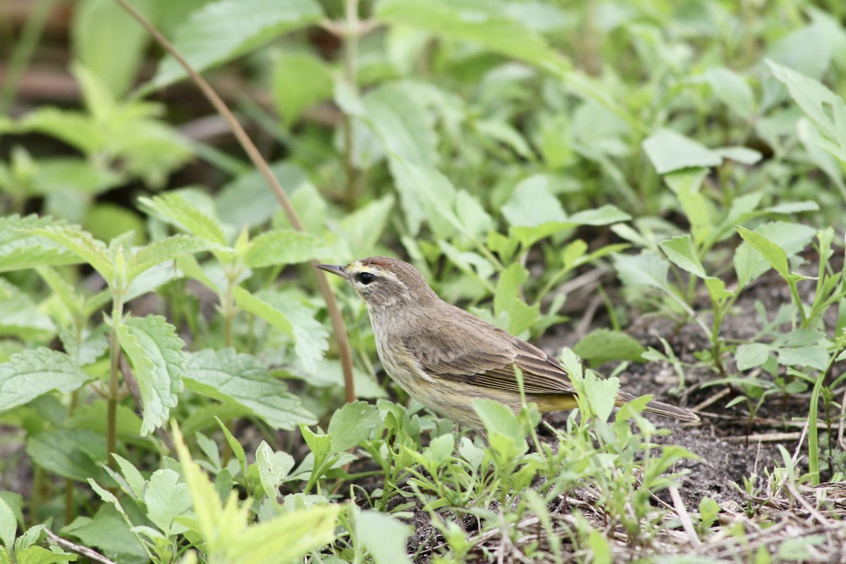 Palm Warbler - ML424431851