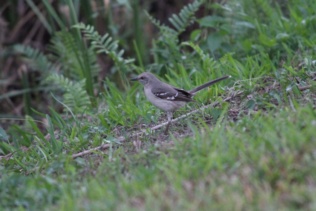 Northern Mockingbird - ML424431951