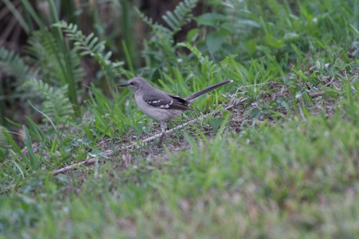 Northern Mockingbird - Justin Hartsell