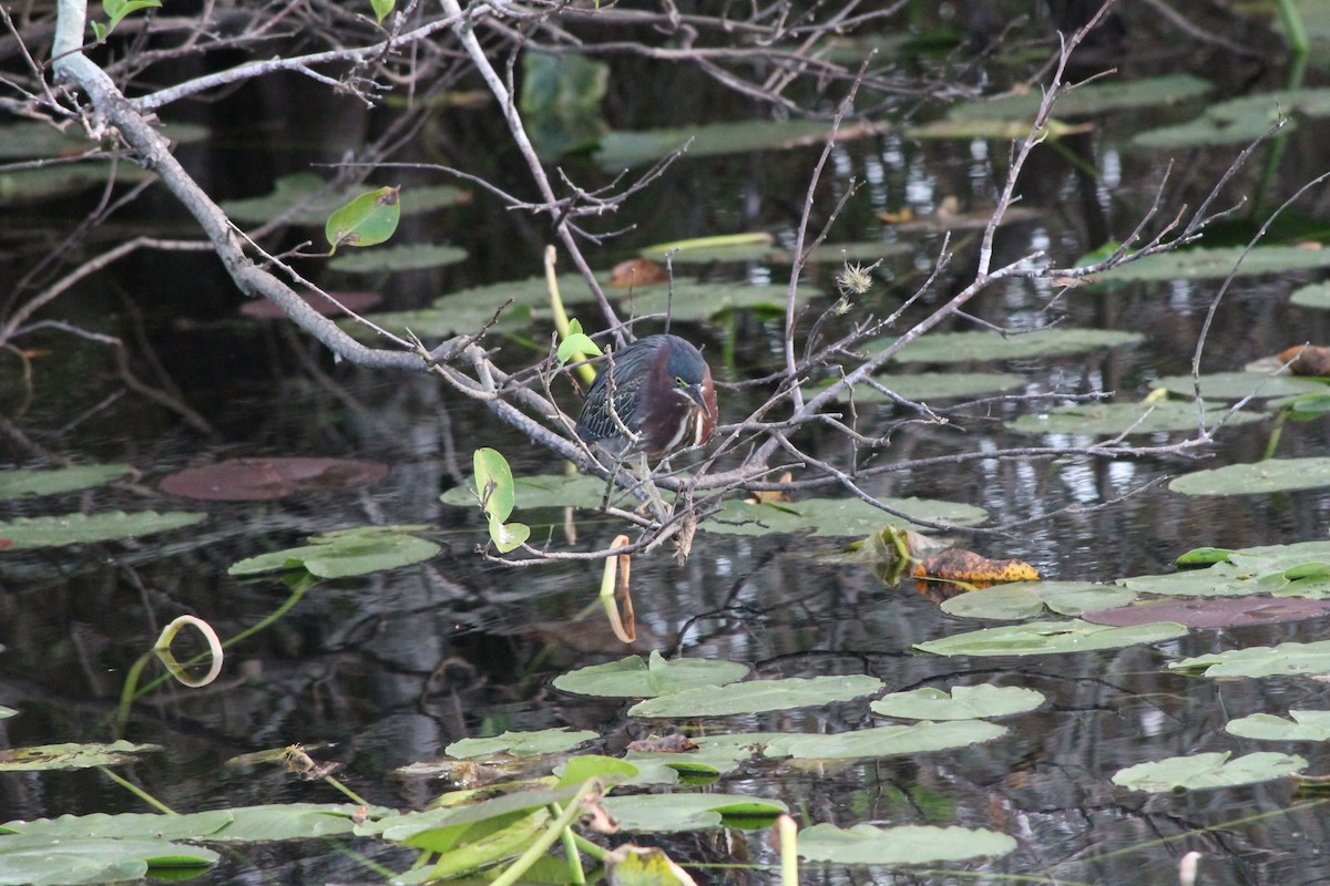 Green Heron - ML424432241