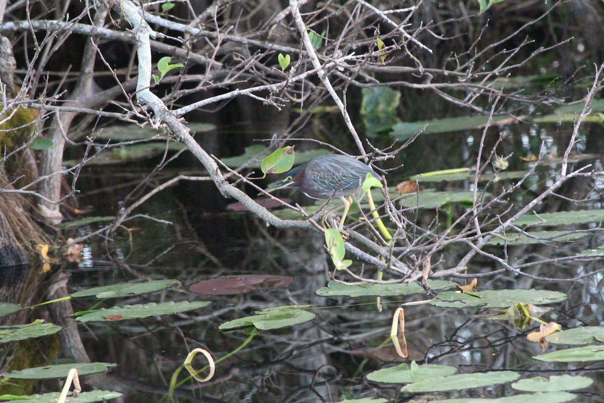 Green Heron - ML424432281