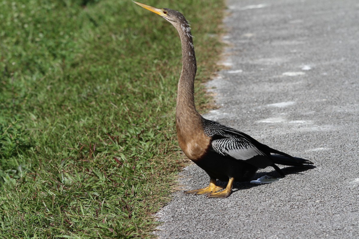 anhinga americká - ML424432441