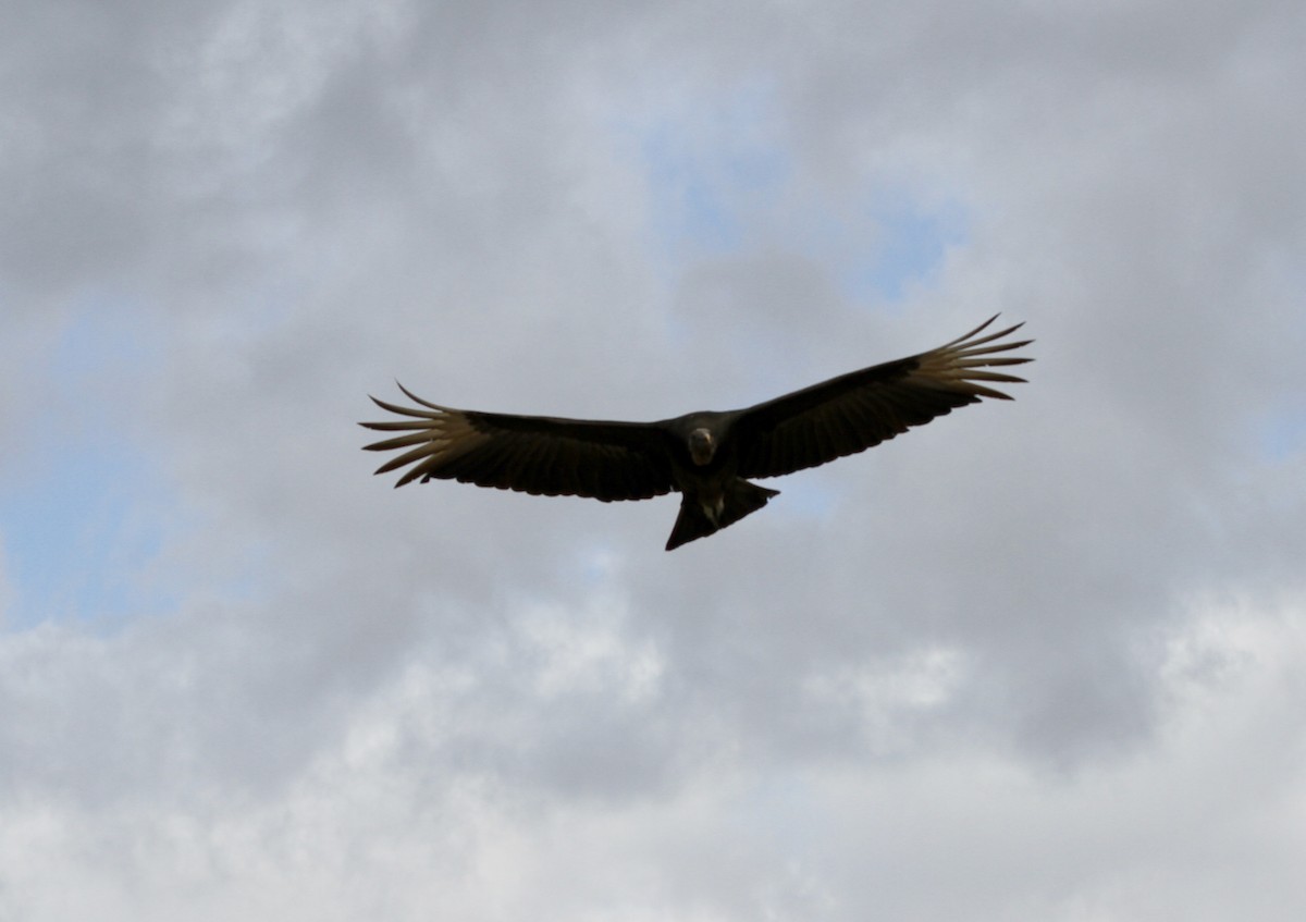 Black Vulture - ML424433001