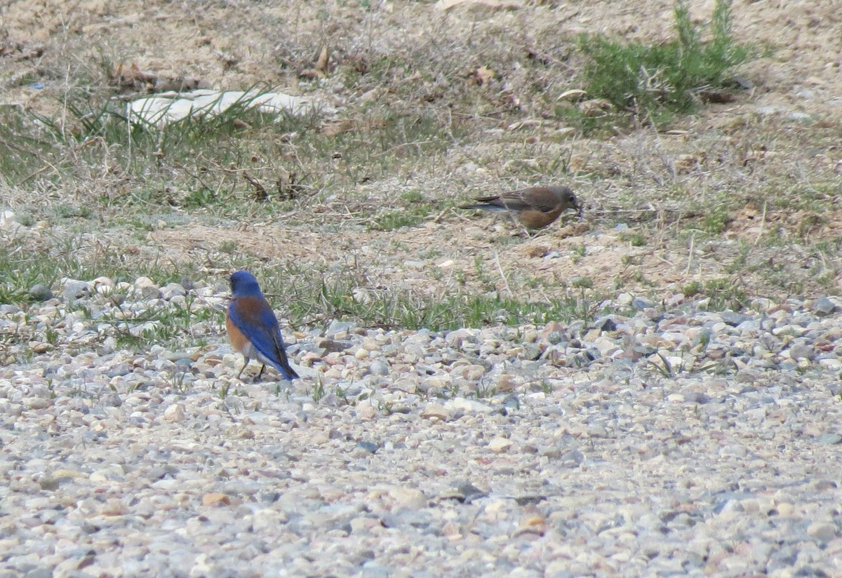Western Bluebird - ML424433021