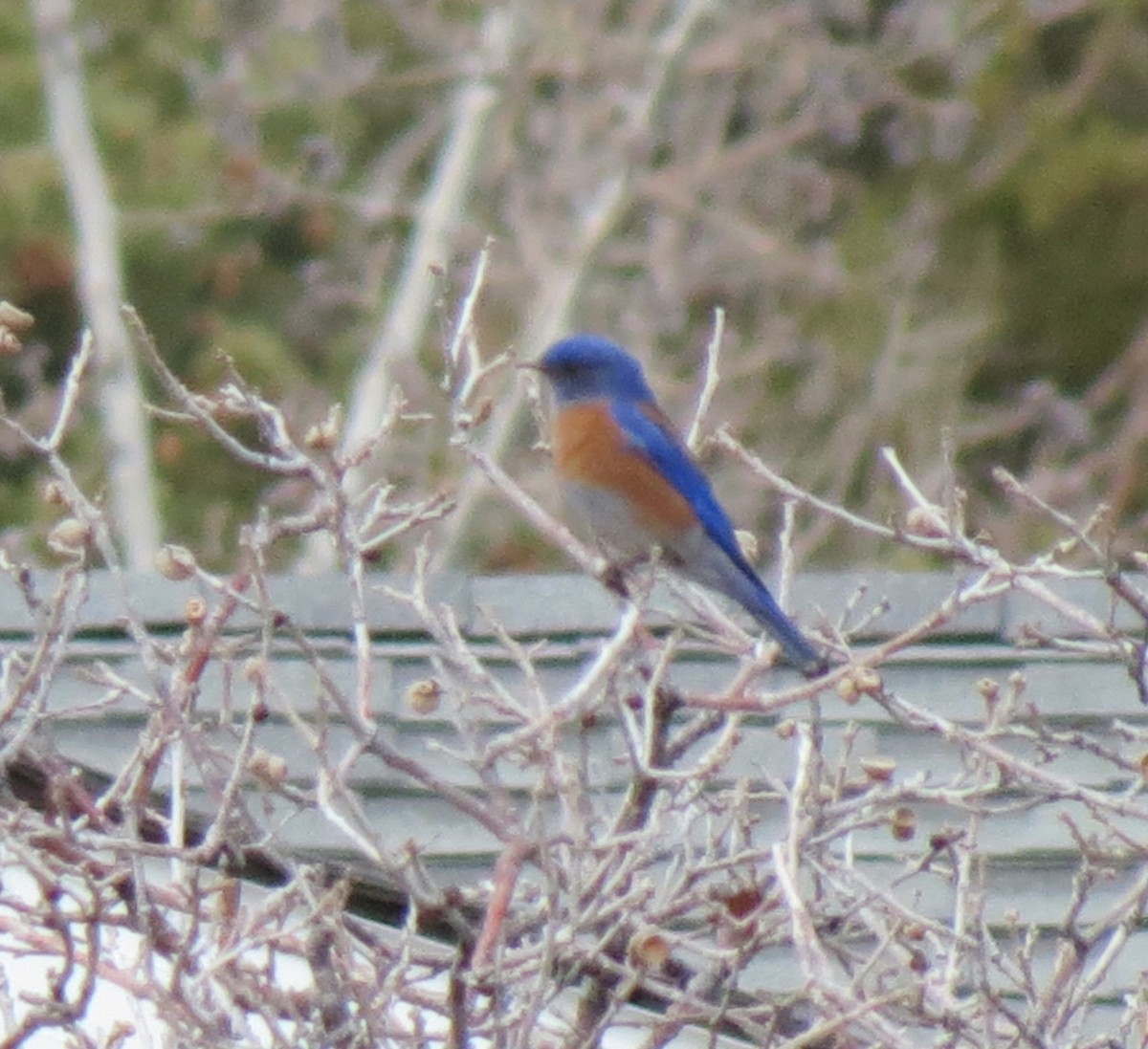 Western Bluebird - ML424433041