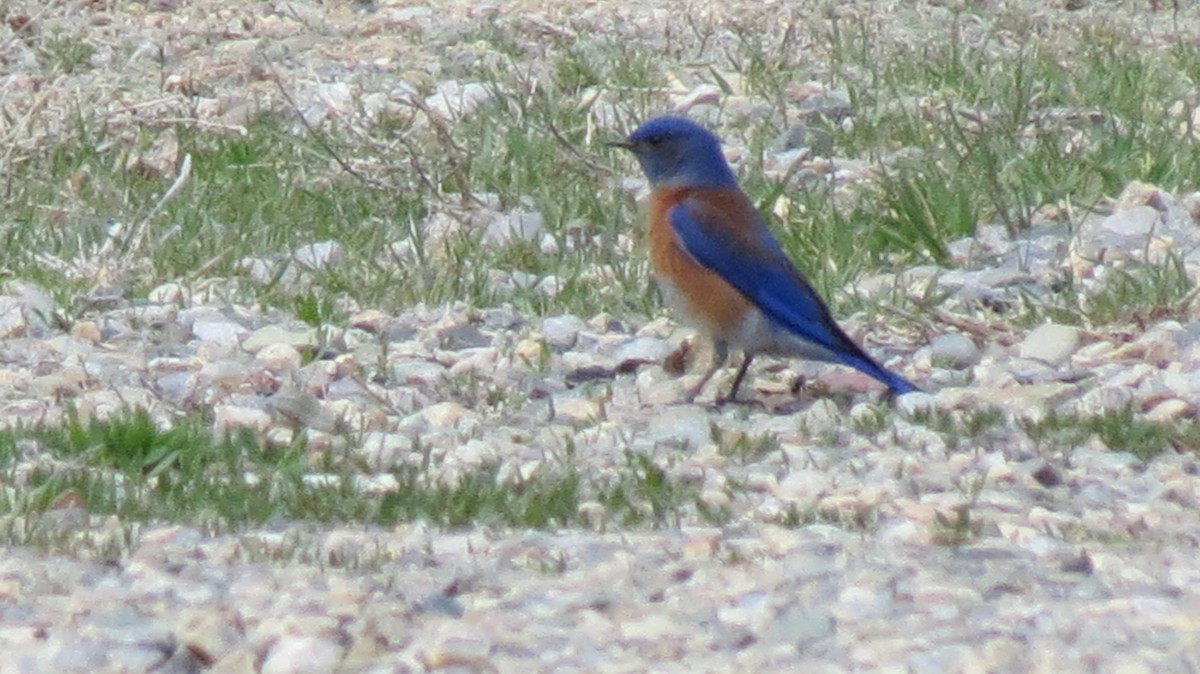 Western Bluebird - ML424433051