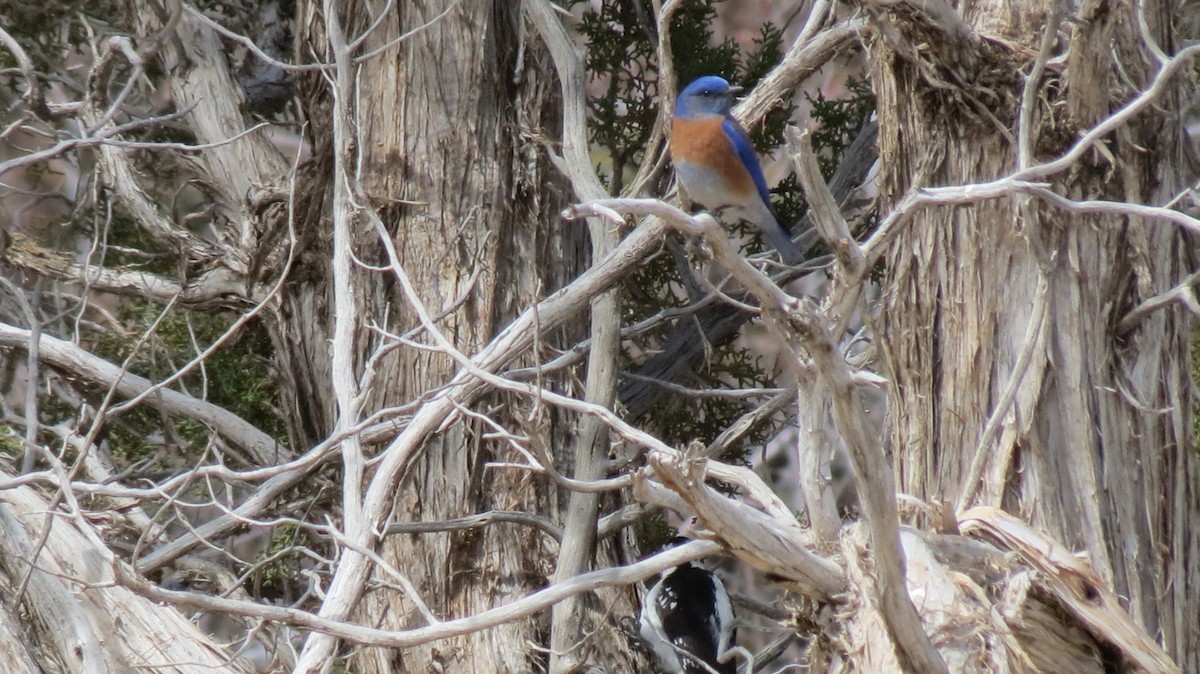 Western Bluebird - ML424433071