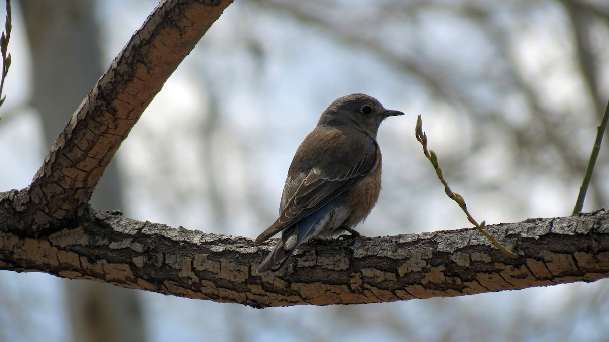 Western Bluebird - ML424433081