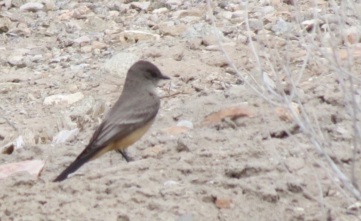 Say's Phoebe - ML424433101
