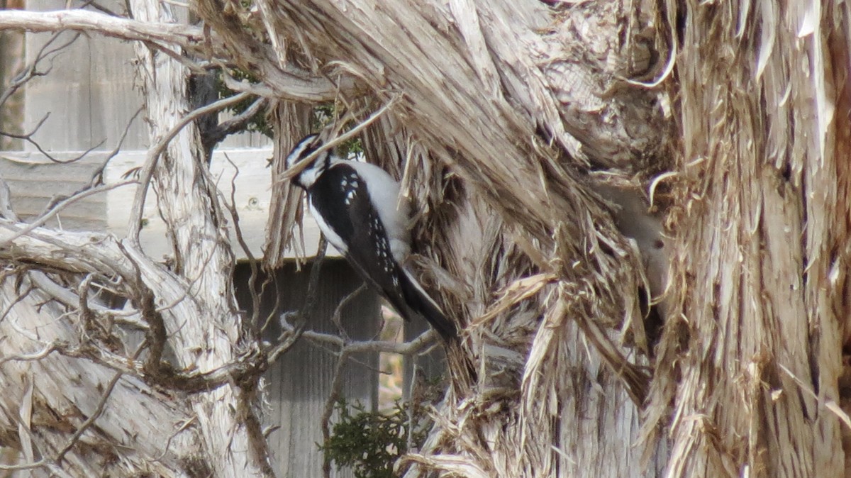 Hairy Woodpecker - ML424433181