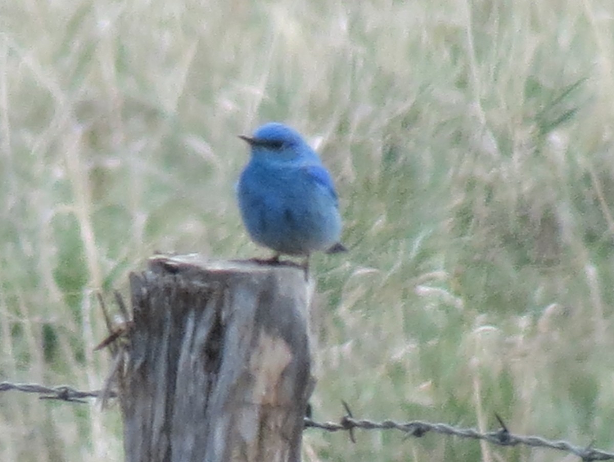Mountain Bluebird - ML424433191