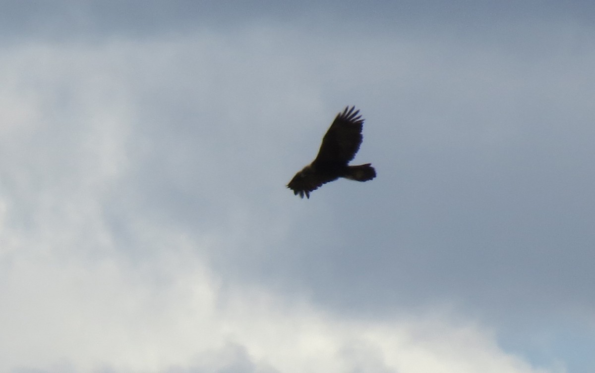 Golden Eagle - ML424433221