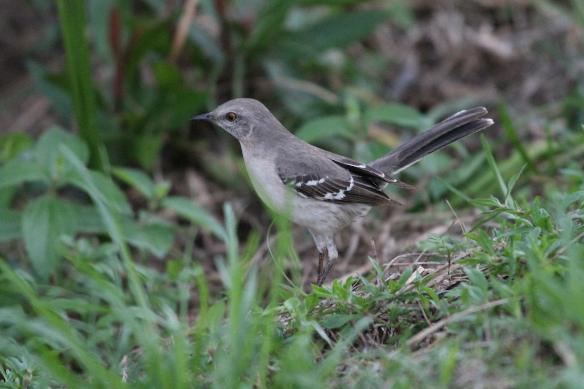 Northern Mockingbird - ML424433281