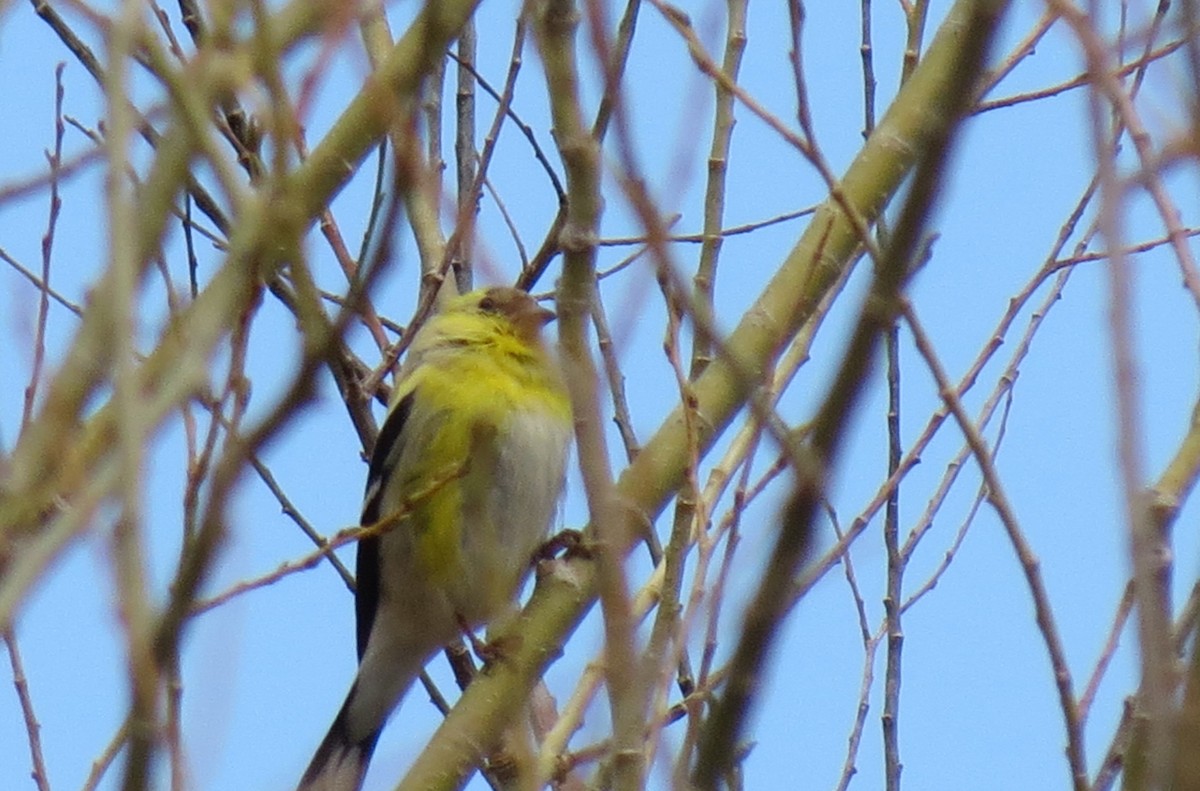 American Goldfinch - ML424434521
