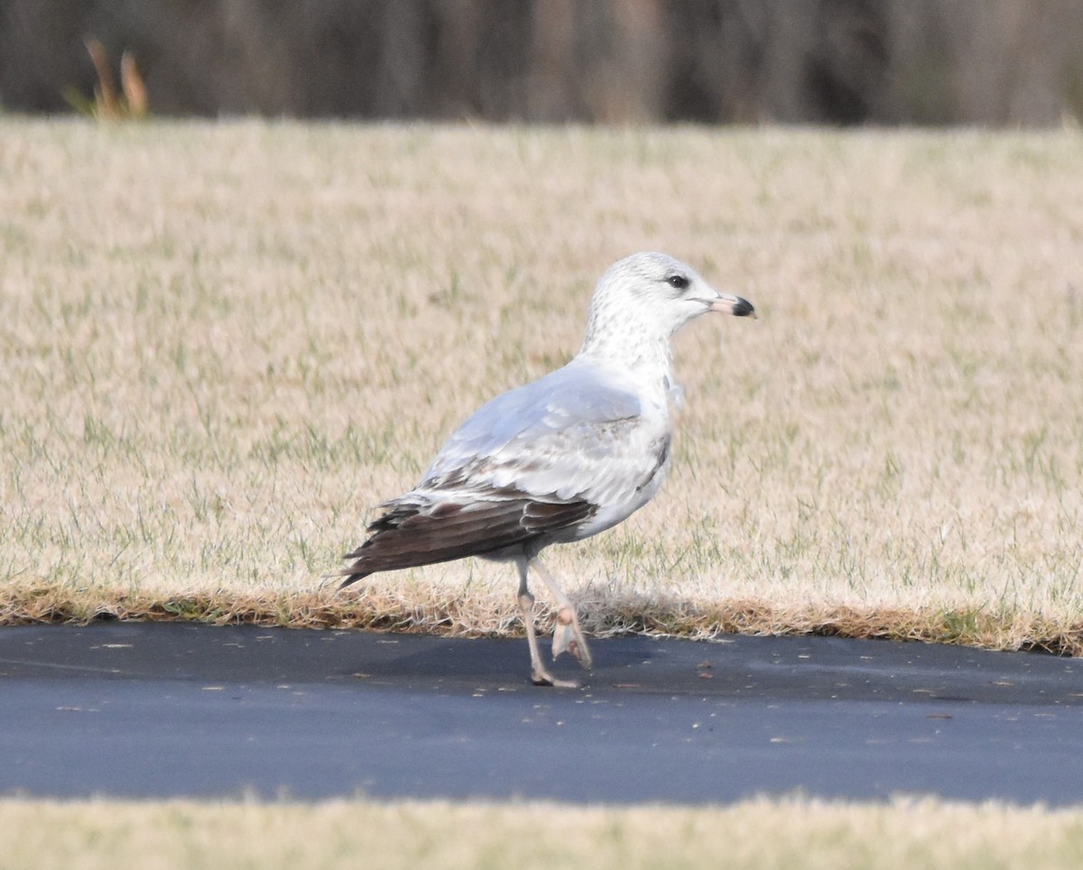 Ring-billed Gull - ML424436991