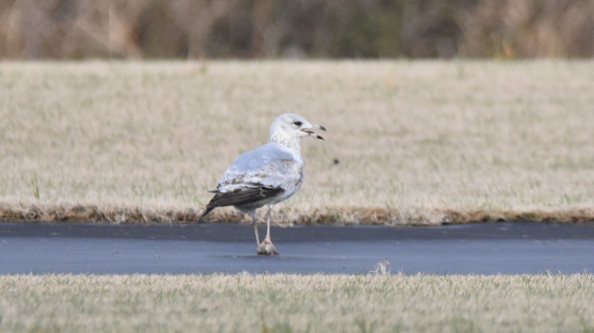 Ring-billed Gull - ML424437001