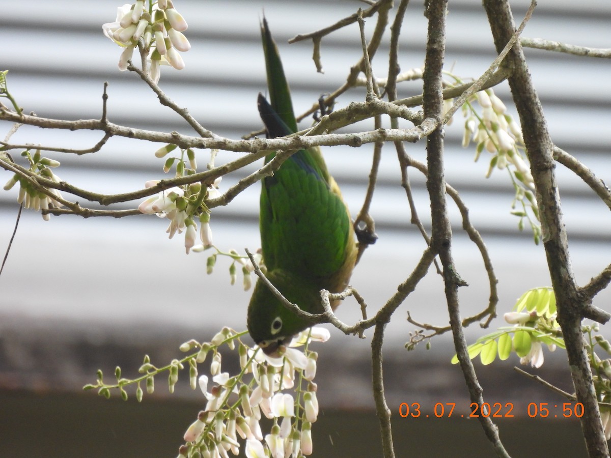 Olive-throated Parakeet - ML424438781