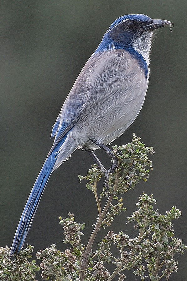 California Scrub-Jay - Michael Rieser