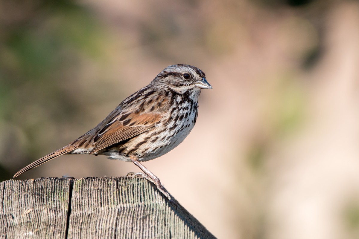 Song Sparrow - ML424442061