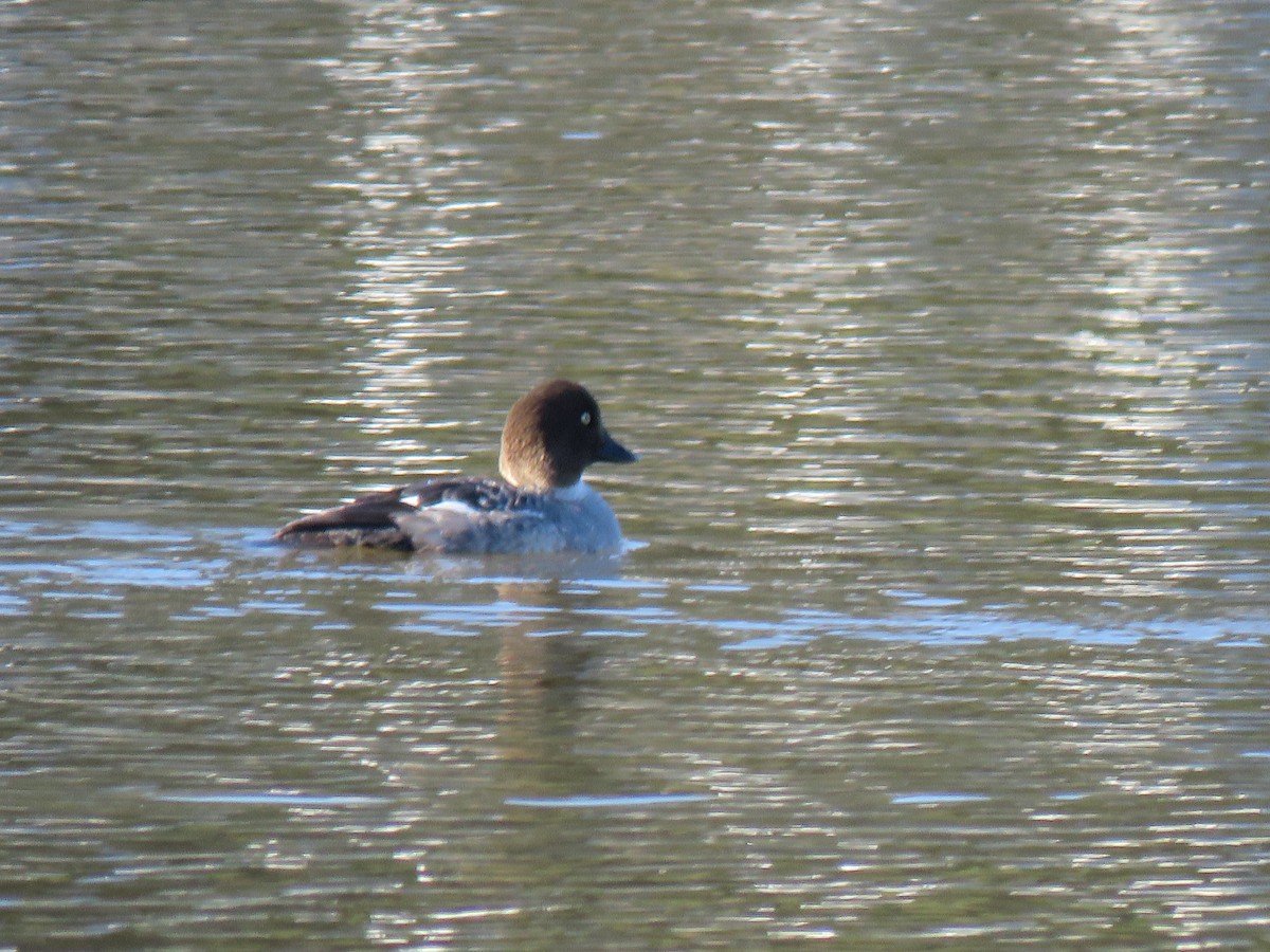 Common Goldeneye - Gary Dial