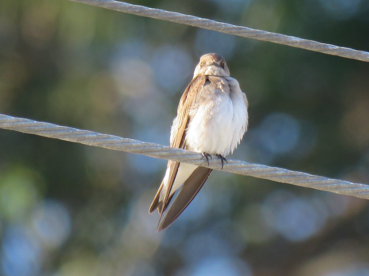 Northern Rough-winged Swallow - ML424442481