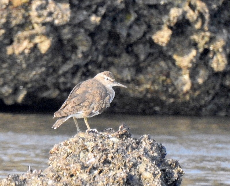 Common Sandpiper - ML424442871