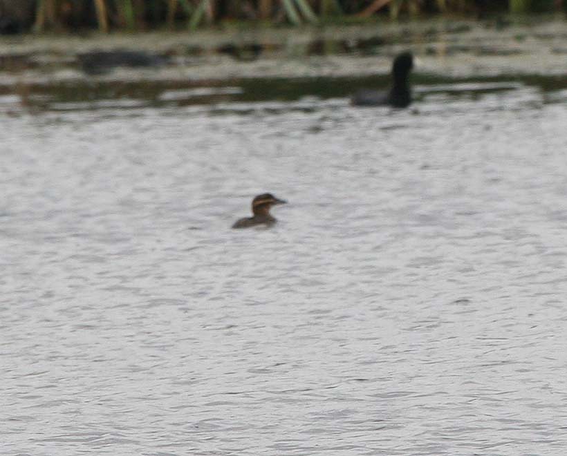 Masked Duck - ML424445051