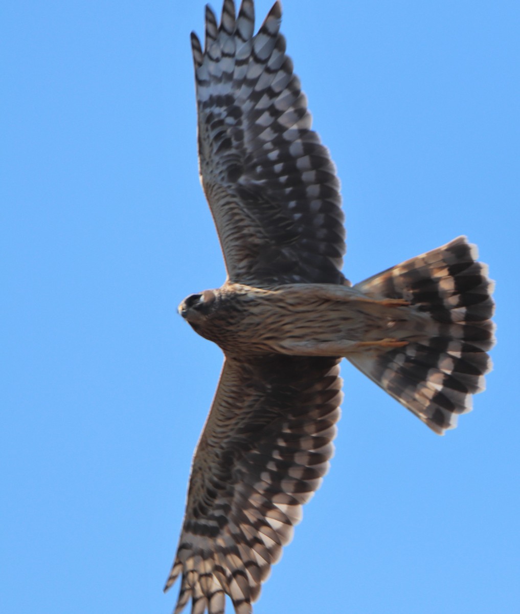 Hen Harrier - ML424445941