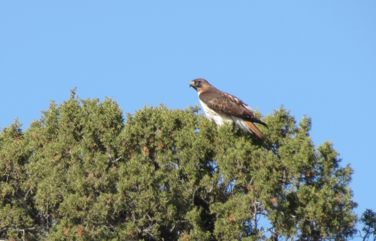 Kızıl Kuyruklu Şahin (calurus/alascensis) - ML424446451