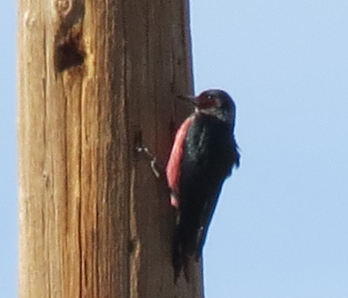 Lewis's Woodpecker - ML424446671