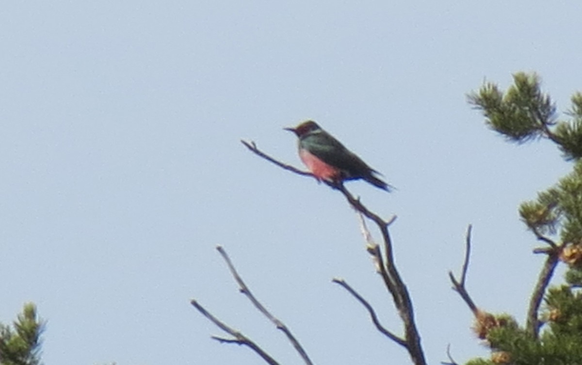 Lewis's Woodpecker - ML424446681