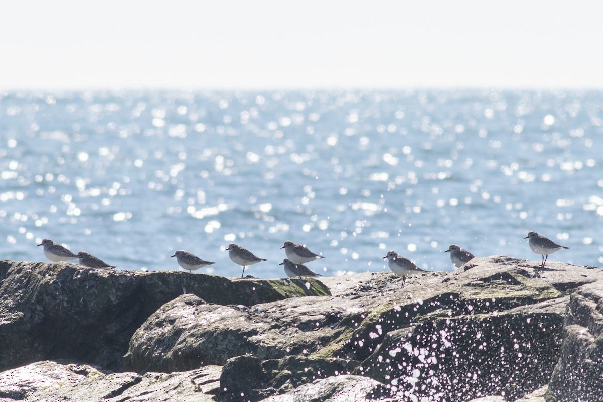 Black-bellied Plover - ML424446751