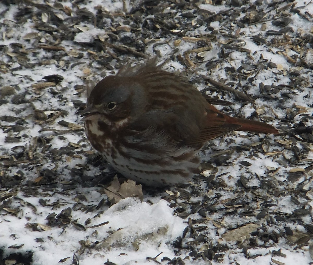 Fox Sparrow - ML424446771