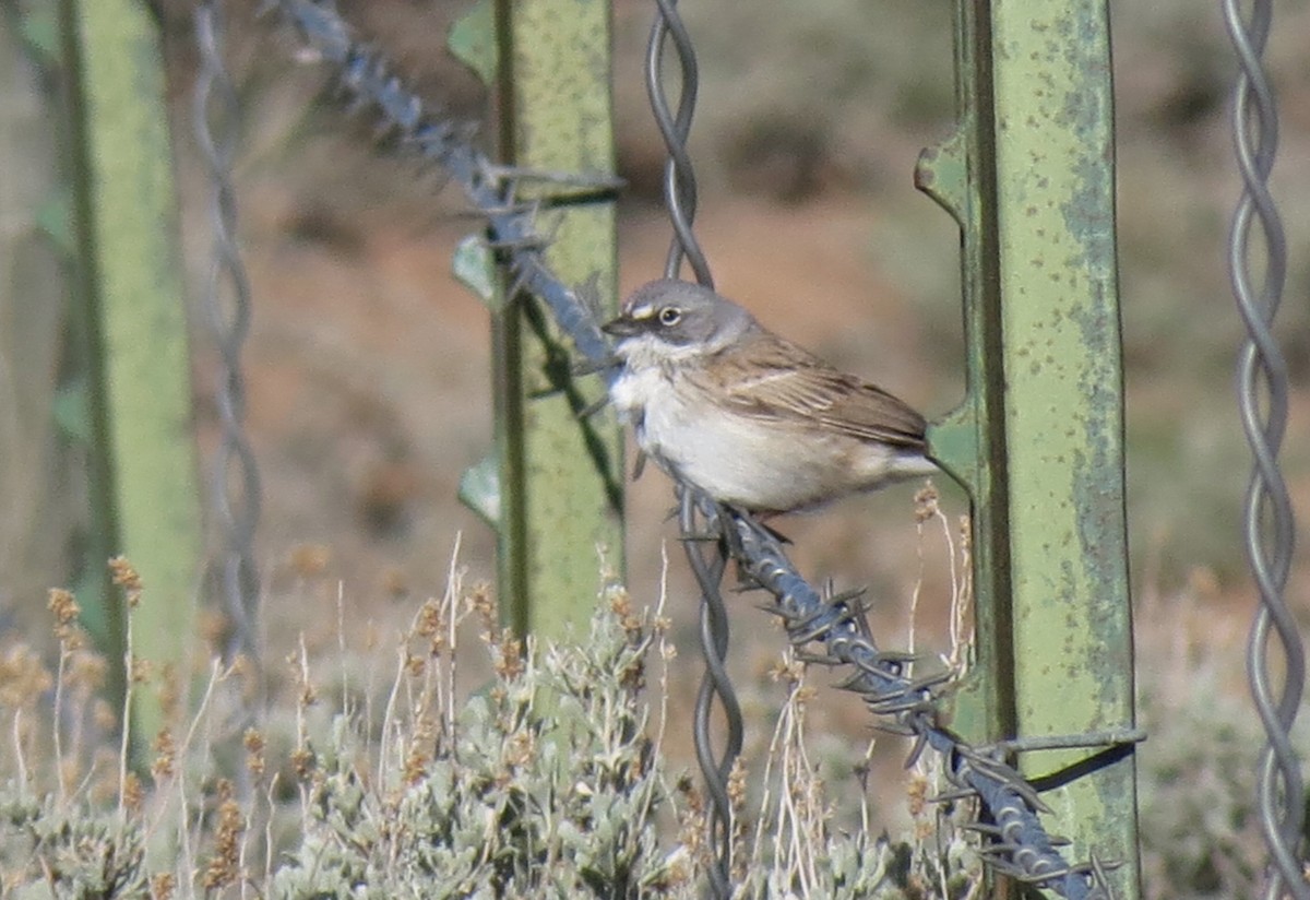 Sagebrush Sparrow - ML424446991