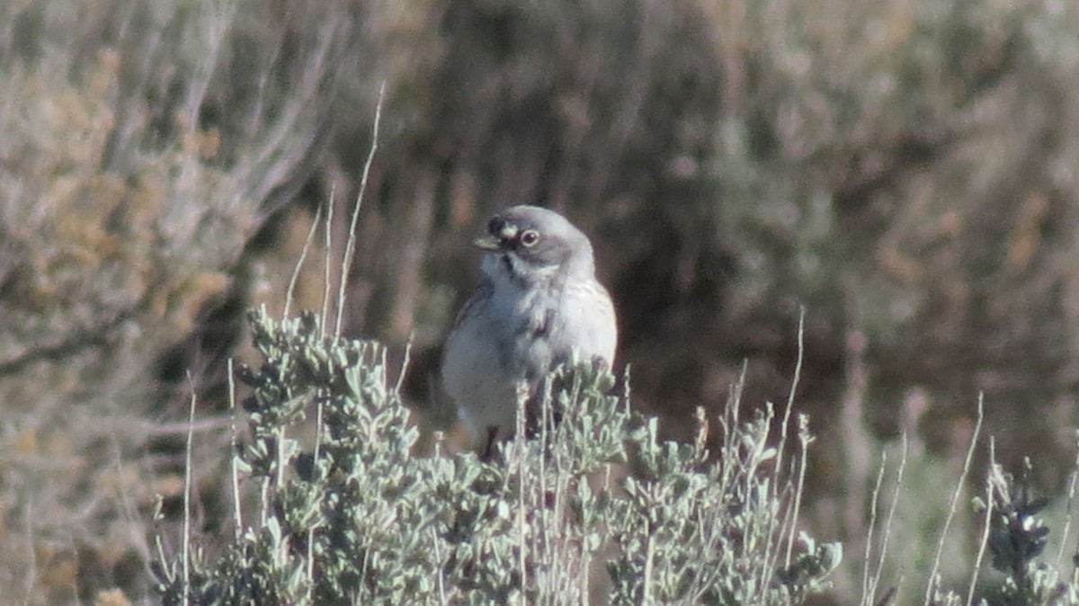 Sagebrush Sparrow - ML424447011