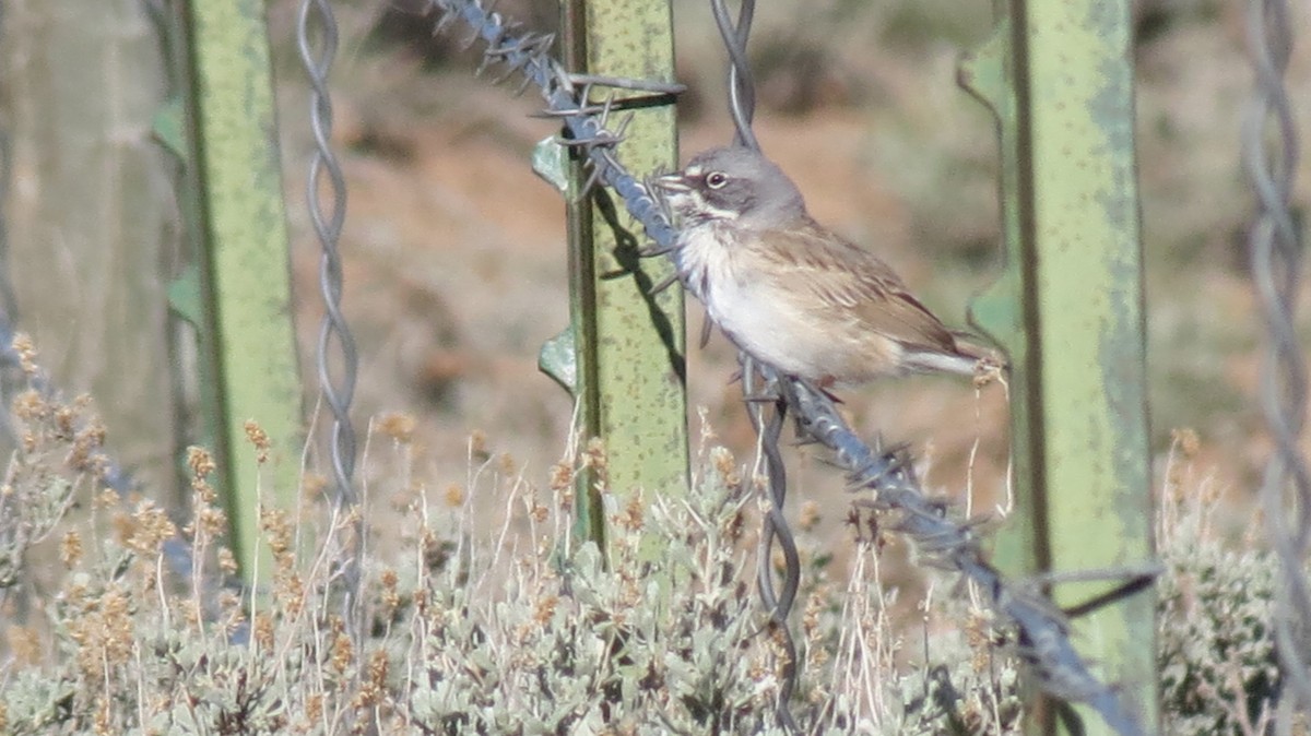 Sagebrush Sparrow - ML424447041