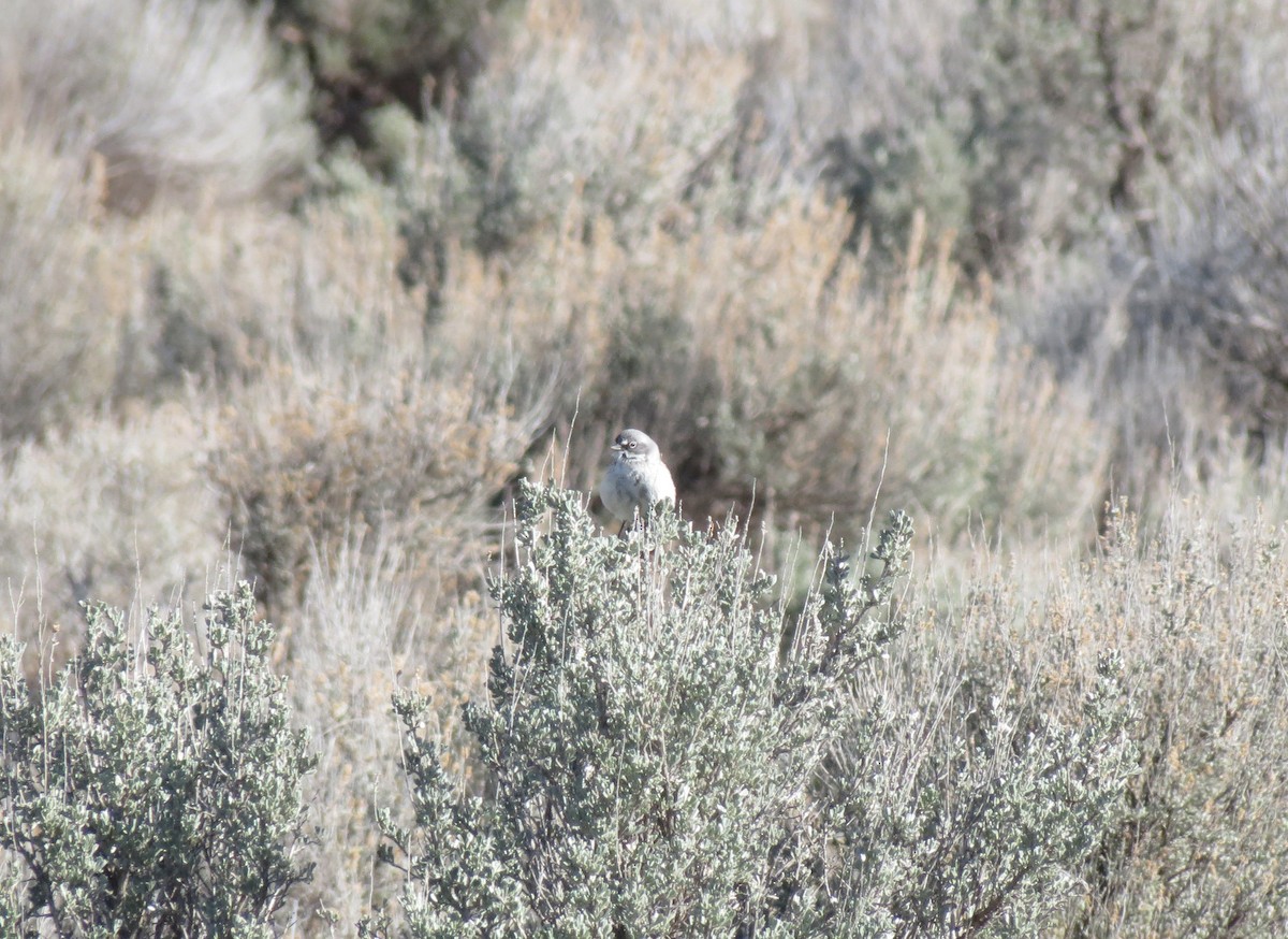 Sagebrush Sparrow - Kendall Watkins