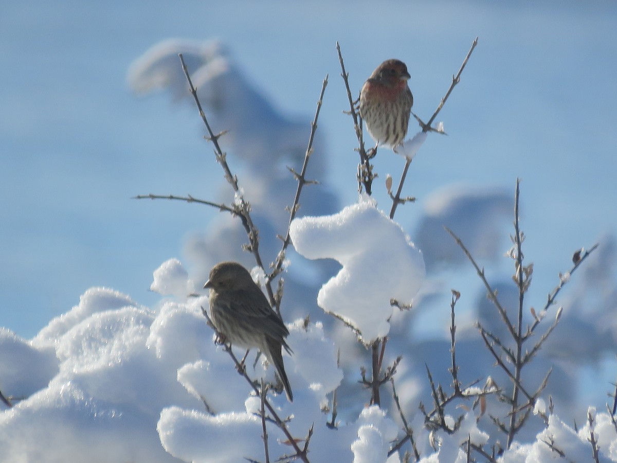 House Finch - Beatrice Stevens