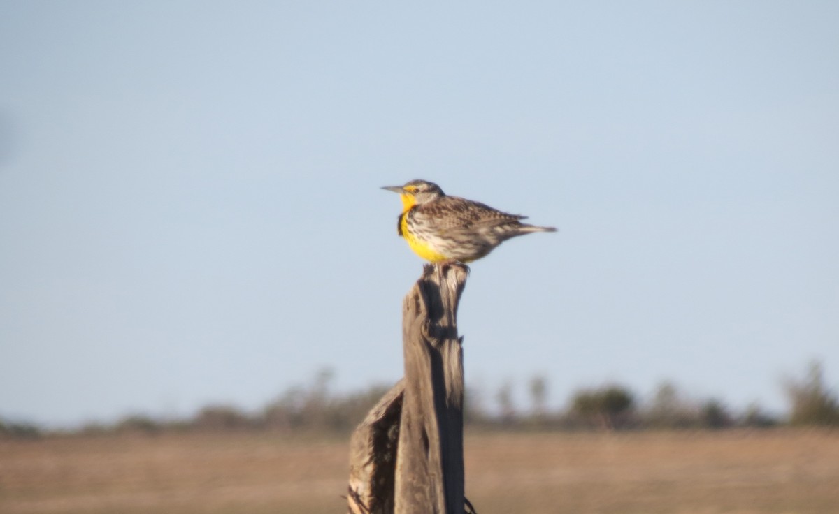 Western Meadowlark - ML424447441