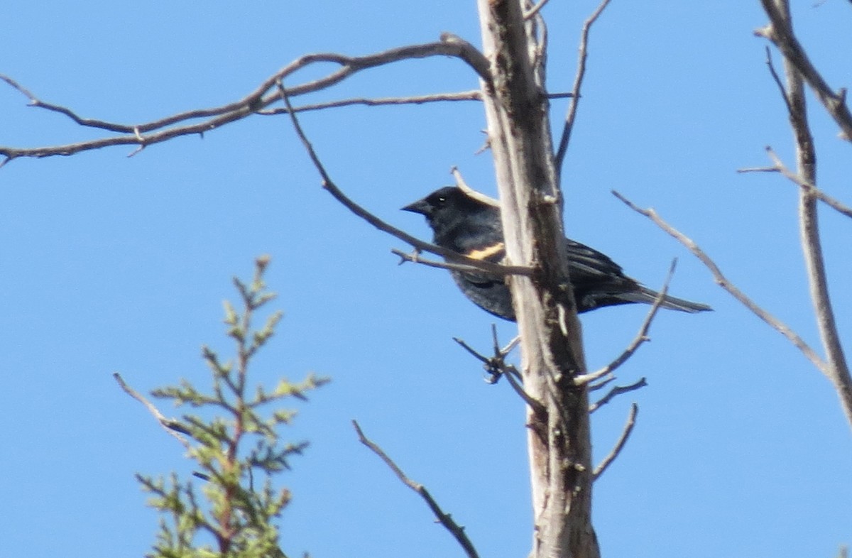 Red-winged Blackbird - ML424447541