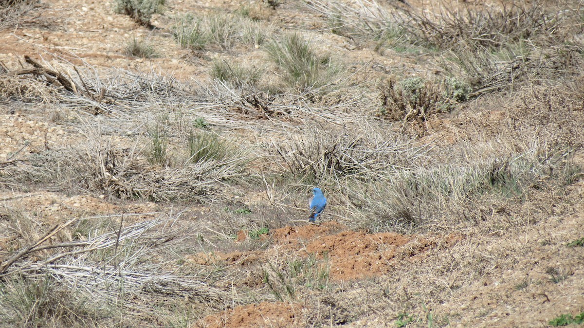 Mountain Bluebird - ML424447901