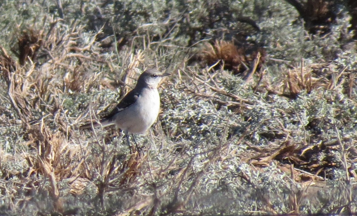 Northern Mockingbird - ML424448071