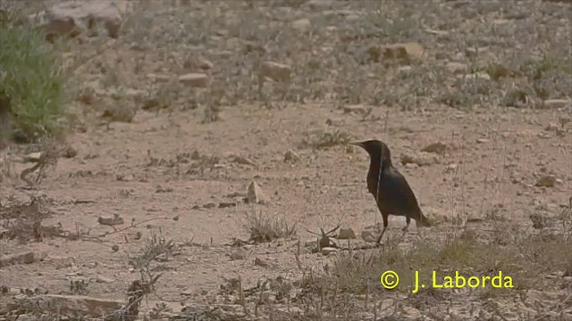 Spotless Starling - ML424449381