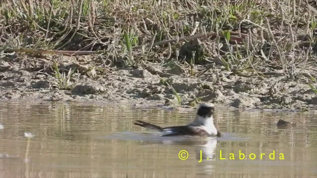 Western Black-eared Wheatear - ML424449751