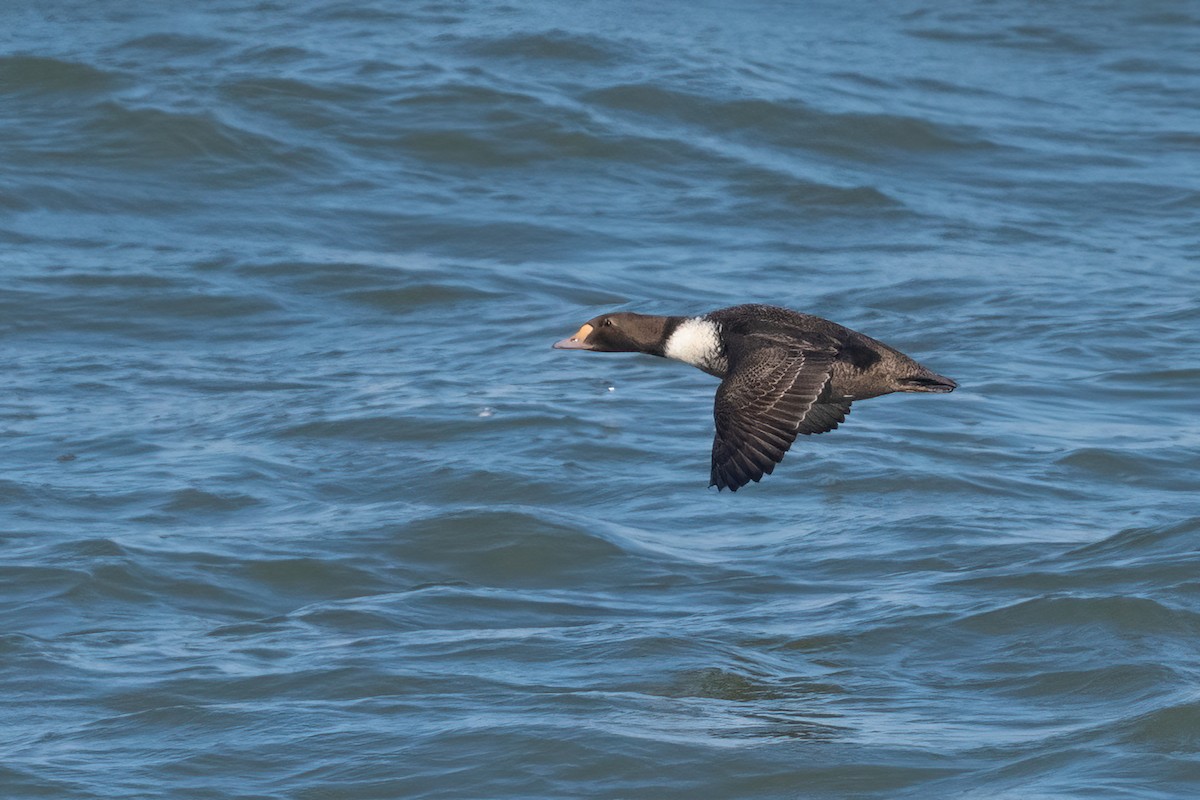 King Eider - ML424450311