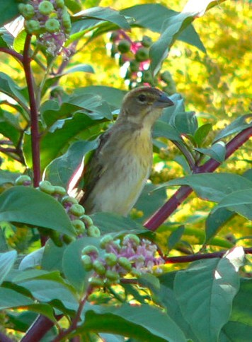 Dickcissel d'Amérique - ML424450411